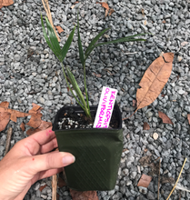 Load image into Gallery viewer, Kentiopsis Oliviformis Seedling