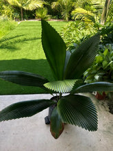 Load image into Gallery viewer, Joey Palm - Johannesteijsmannia altifrons - Diamond Palm
