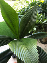 Load image into Gallery viewer, Joey Palm - Johannesteijsmannia altifrons - Diamond Palm