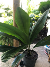 Load image into Gallery viewer, Joey Palm - Johannesteijsmannia altifrons - Diamond Palm