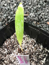 Load image into Gallery viewer, Licuala Cordata Seedling