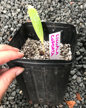Load image into Gallery viewer, Licuala Cordata Seedling
