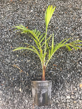 Load image into Gallery viewer, Teddy Bear Palm (Dypsis Leptochelios) seedling