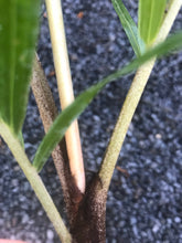 Load image into Gallery viewer, Teddy Bear Palm (Dypsis Leptochelios) seedling