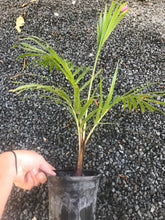 Load image into Gallery viewer, Teddy Bear Palm (Dypsis Leptochelios) seedling