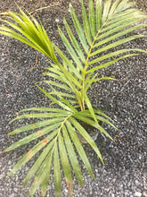 Load image into Gallery viewer, Teddy Bear Palm (Dypsis Leptochelios) seedling