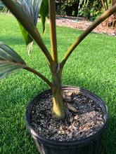 Load image into Gallery viewer, Flame Thrower Palm