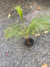 Load image into Gallery viewer, Teddy Bear Palm (Dypsis Leptochelios) seedling