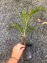 Load image into Gallery viewer, Teddy Bear Palm (Dypsis Leptochelios) seedling