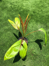Load image into Gallery viewer, Flame Thrower Palm