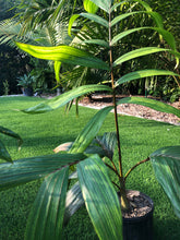 Load image into Gallery viewer, Flame Thrower Palm