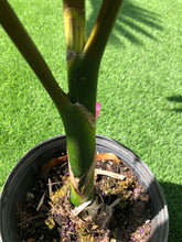 Load image into Gallery viewer, Lg. Flame Thower Palm