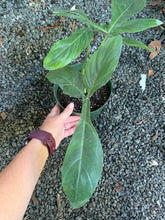 Load image into Gallery viewer, Philodendron 69686