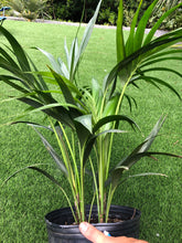 Load image into Gallery viewer, Kentia palm