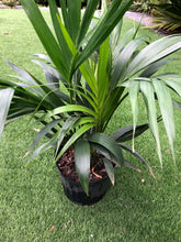 Load image into Gallery viewer, Kentia palm