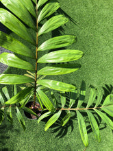 Load image into Gallery viewer, Lg. Flame Thower Palm