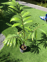 Load image into Gallery viewer, Lg. Flame Thower Palm