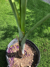 Load image into Gallery viewer, Pseudophoenix Vinifera 5’ tall