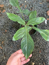 Load image into Gallery viewer, Philodendron 69686