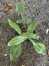Load image into Gallery viewer, Philodendron 69686