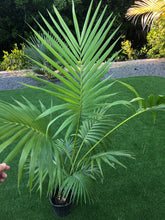 Load image into Gallery viewer, 6 ft Kentia Palm