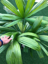 Load image into Gallery viewer, Itaya Amicorum 5’ tall Licuala