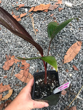 Load image into Gallery viewer, Areca Vestieria Seedling