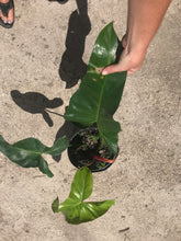 Load image into Gallery viewer, Philodendron Mexicanum