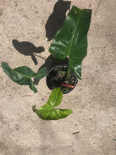 Load image into Gallery viewer, Philodendron Mexicanum