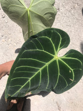 Load image into Gallery viewer, Anthurium Regale