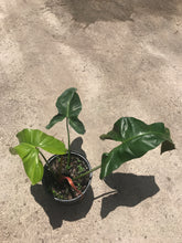 Load image into Gallery viewer, Philodendron Mexicanum