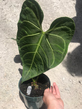 Load image into Gallery viewer, Anthurium Regale