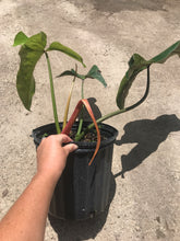 Load image into Gallery viewer, Philodendron Mexicanum