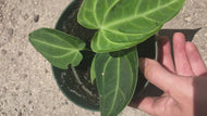 Anthurium Magnificum