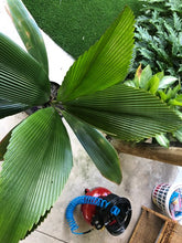 Load image into Gallery viewer, Joey Palm - Johannesteijsmannia altifrons - Diamond Palm
