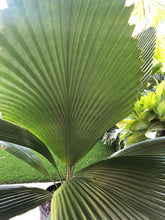 Load image into Gallery viewer, Joey Palm - Johannesteijsmannia altifrons - Diamond Palm
