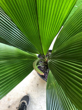 Load image into Gallery viewer, Joey Palm - Johannesteijsmannia altifrons - Diamond Palm

