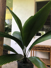 Load image into Gallery viewer, Joey Palm - Johannesteijsmannia altifrons - Diamond Palm
