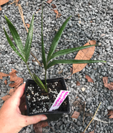 Kentiopsis Oliviformis Seedling