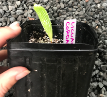 Load image into Gallery viewer, Licuala Cordata Seedling

