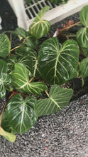 Load and play video in Gallery viewer, Philodendron Gloriosum
