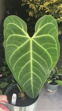 Load and play video in Gallery viewer, Anthurium Regale
