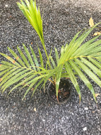 Teddy Bear Palm (Dypsis Leptochelios) seedling