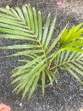 Load image into Gallery viewer, Teddy Bear Palm (Dypsis Leptochelios) seedling
