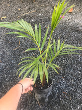 Load image into Gallery viewer, Teddy Bear Palm (Dypsis Leptochelios) seedling
