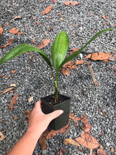Load image into Gallery viewer, Licuala Grandis - 4 in pot
