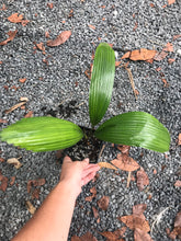 Load image into Gallery viewer, Licuala Grandis - 4 in pot
