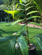 Flame Thrower Palm