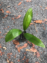 Load image into Gallery viewer, Licuala Grandis - 4 in pot
