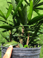 Load image into Gallery viewer, Lady Palm
